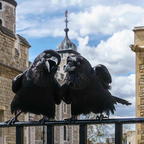 Jubilee and Munin, Ravens of the Tower of London. © User:Colin / Wikimedia Commons / CC BY-SA 4.0 https://en.wikipedia.org/wiki/File:Jubilee_and_Munin,_Ravens,_Tower_of_London_2016-04-30.jpg