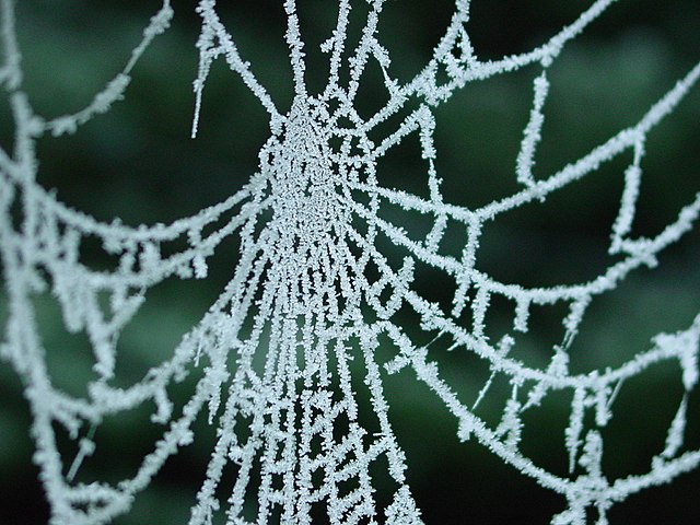 Source: https://commons.wikimedia.org/wiki/File:Spiderweb_with_frost.jpg