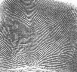 Source: https://commons.wikimedia.org/wiki/File:Fingerprint_Loop.jpg