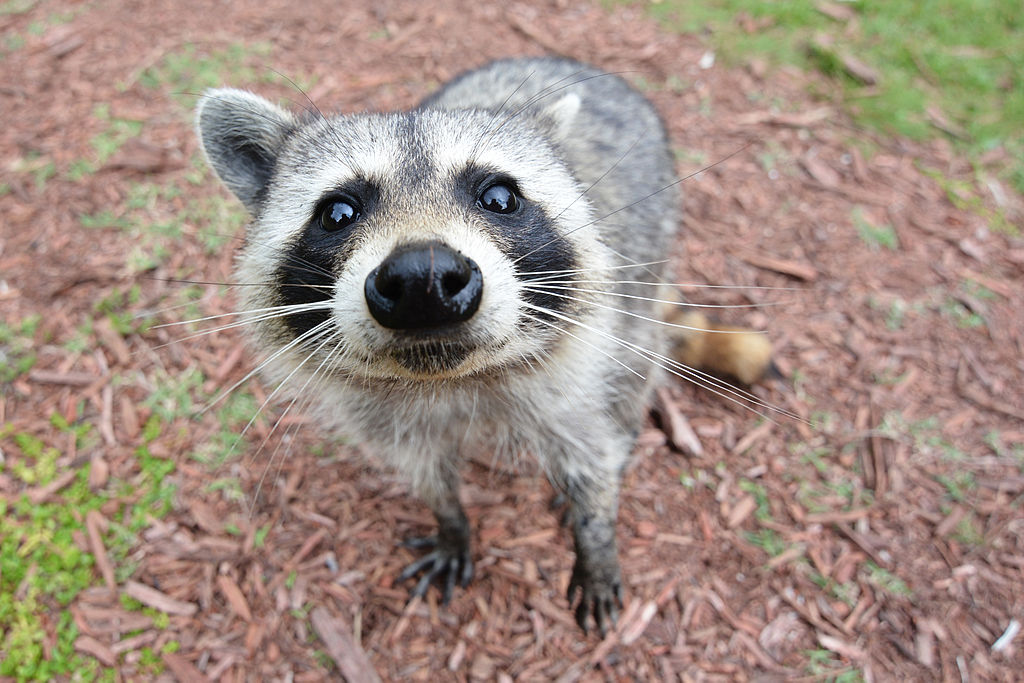 A curious raccoon in the Florida Everglades approaches a group of humans, hoping to be fed. Source: https://commons.wikimedia.org/wiki/File:Curious_Raccoon.jpg
