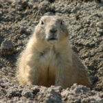 Alerted Prairie Dog Guarding the Entrance to its Hole, Source: https://commons.wikimedia.org/wiki/File:Alerted_Prairie_Dog_Guarding_the_Entrance_to_its_Hole.jpg