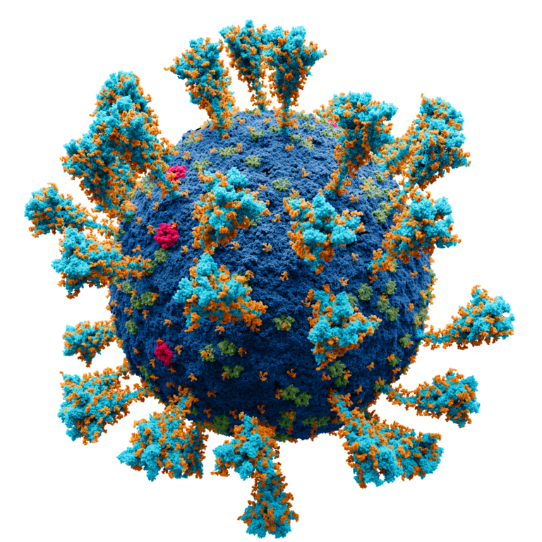 Scientifically accurate atomic model of coronavirus (SARS-CoV-2). Source: https://commons.wikimedia.org/wiki/File:Coronavirus._SARS-CoV-2.png