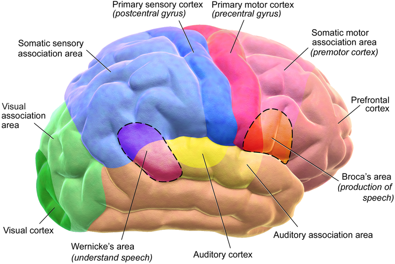 Motor and Sensory Regions of the Cerebral Cortex.. Picture donated from Blausen Medical. Source: https://commons.wikimedia.org/wiki/File:Blausen_0102_Brain_Motor%26Sensory_(flipped).png
