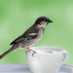 Karen Arnold has released this “Bird On Coffee Cup” image under Public Domain license. Source: https://www.publicdomainpictures.net/en/view-image.php?image=234820&picture=bird-on-coffee-cup