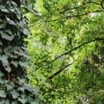 The image shows a tree with lots of green leaves and a wall covered with ivy.